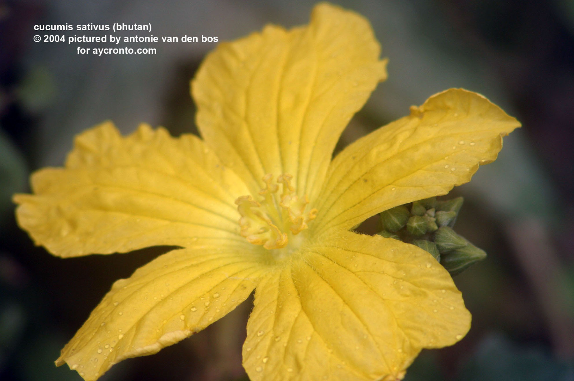 معرفی و راهنمای پرورش سبزی جات غیر برگی - خیار